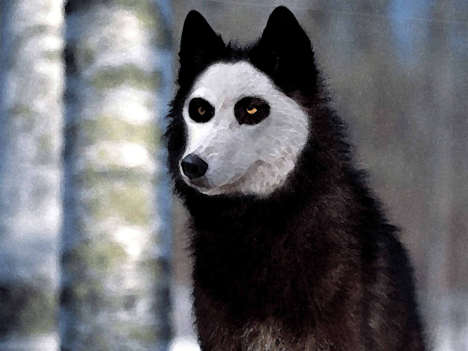 IMAGE | white wolf german shepherd mix